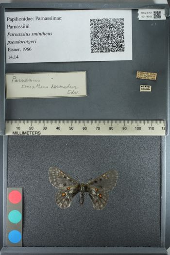Media type: image;   Entomology 174543
